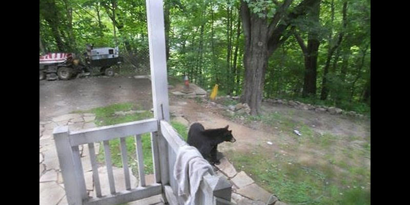 Black Bears Emerging from Winter Dens in Search of Food; Marylanders Advised to Remove Backyard Bear Attractants