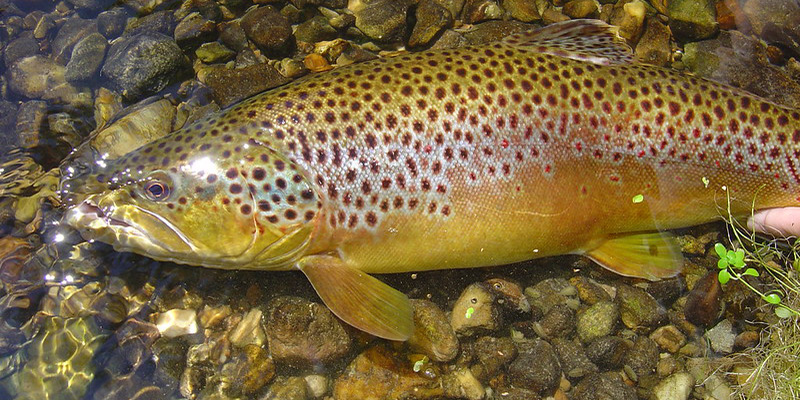Maryland Department of Natural Resources to Begin Fall Trout Stocking for 2026