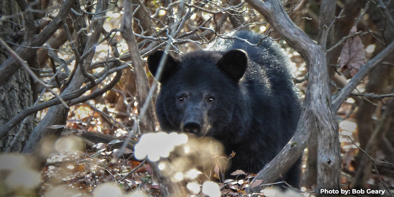 Black Bear Hunt Lottery Winners Selected for 2026 Season