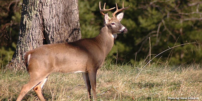 Firearm Hunting for Deer Resumes in Maryland Jan. 10