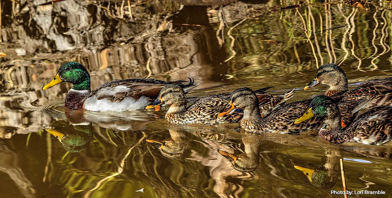 Waterfowl Hunting Impoundments Available at Deal Island and Fairmount Wildlife Management Areas for 2026-27 Season