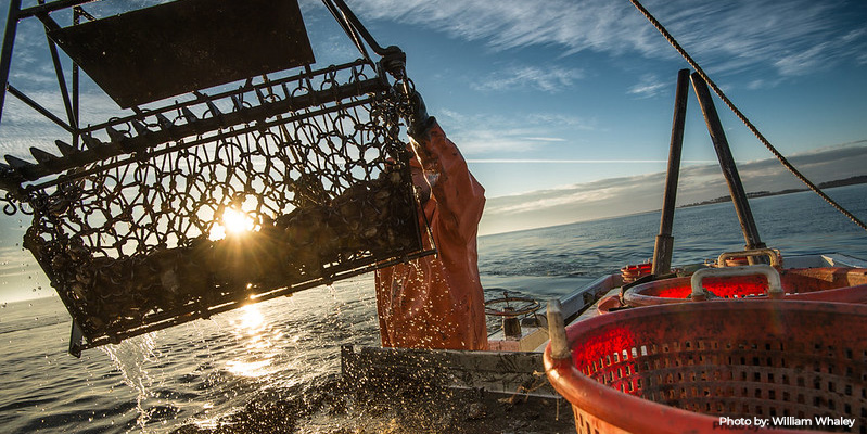 DNR Extends Maryland Commercial Oyster Season for Two Additional Weeks