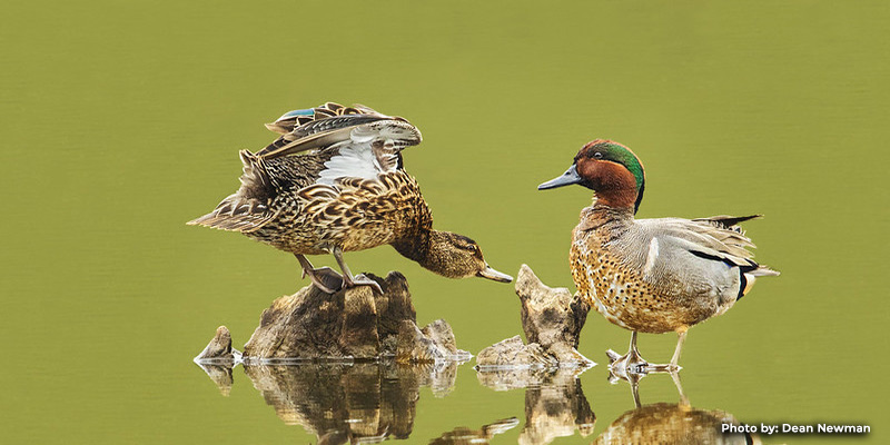 Maryland’s Early Teal Hunting Season Opens September 17