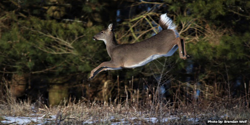 Maryland Hunters Take 27,620 Deer During Two-Week Firearms Season