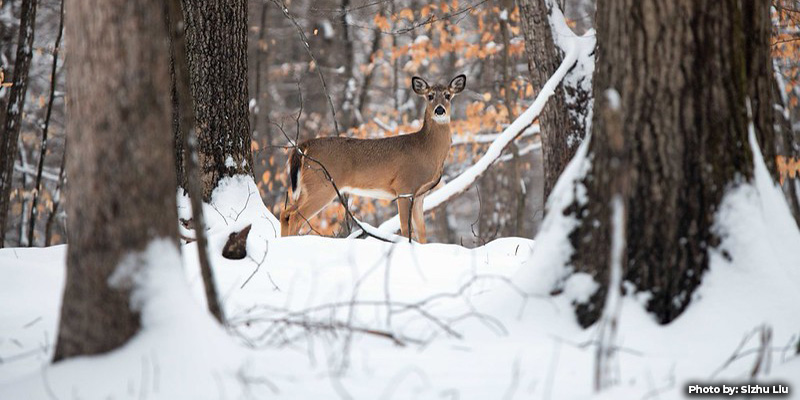 Maryland Deer Firearms Season Resumes January 9, 2026