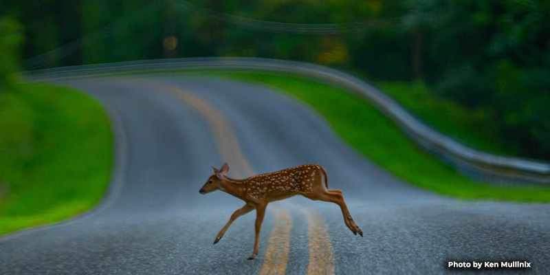 Deer Fall Breeding Season Increases Collision Risk for Drivers