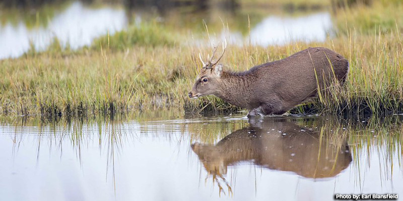 Muzzleloader Deer Hunting Season Resumes December 20
