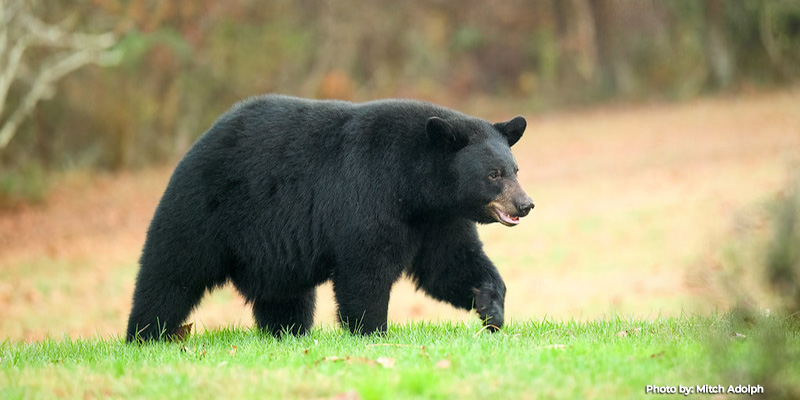 Maryland Black Bear Hunt Lottery Applications Open for 2026 Season