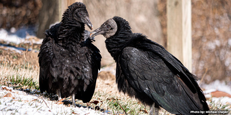 Maryland DNR Provides Guidance Concerning Highly Pathogenic Avian Influenza