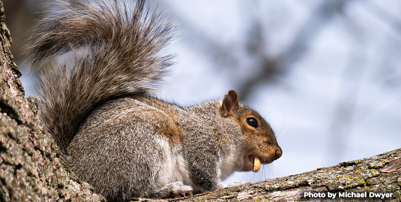 Small Game Seasons Provide Maryland Hunters of All Skills Levels Abundant Fall Opportunities