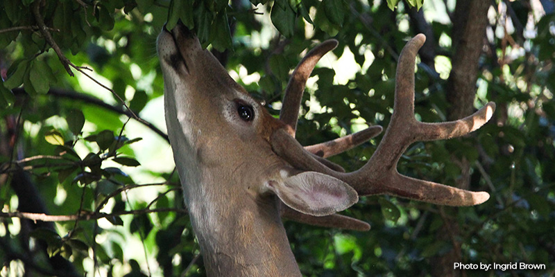 Baltimore City Explores Deer Management Options to Protect Urban Forests