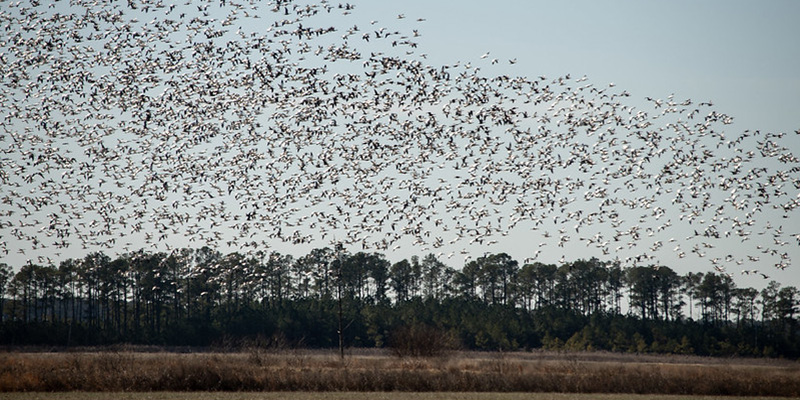 Midwinter Waterfowl Survey Shows Second Consecutive Population Increase