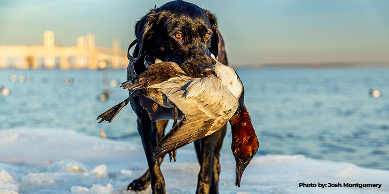 Inaugural DNR Waterfowl Photo Contest Winner Announced