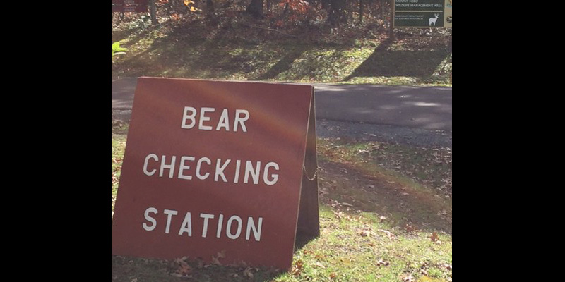 Maryland Hunters Harvest 89 Black Bears for 2025 Season