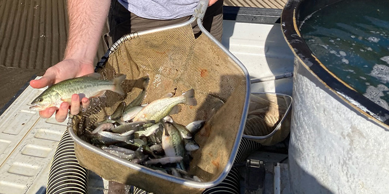 Maryland Department of Natural Resources Gives Young Largemouth Bass a Head Start