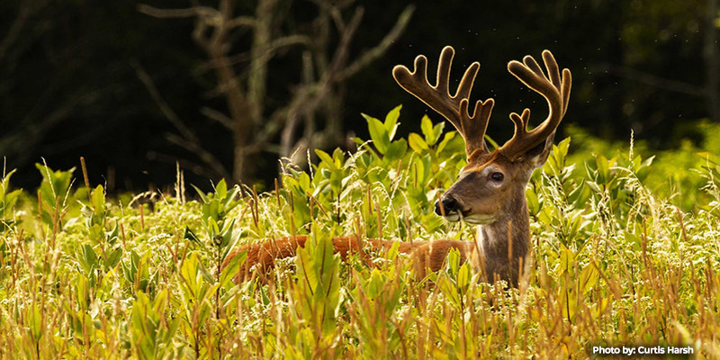 Maryland’s 2026-27 Archery Deer Hunting Season Opens September 11