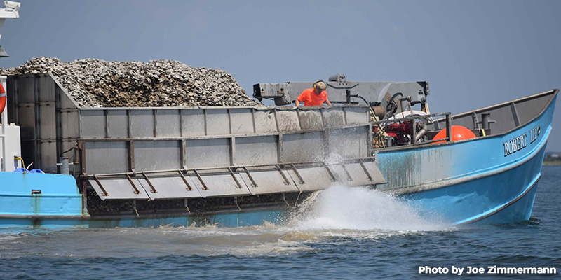 DNR Report Marks Five Years of Upward Trajectory for Maryland’s Oyster Populations