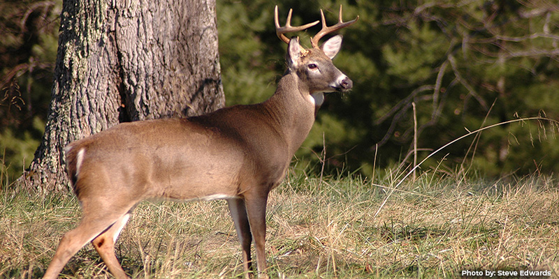 Maryland Experiencing Hemorrhagic Disease Outbreak in White-tailed Deer
