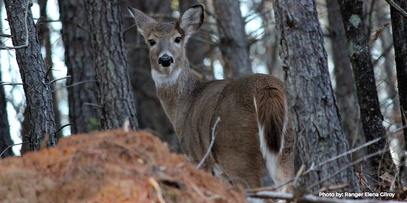 Maryland Hunters Harvest 30,833 Deer during Two-Week Firearms Season