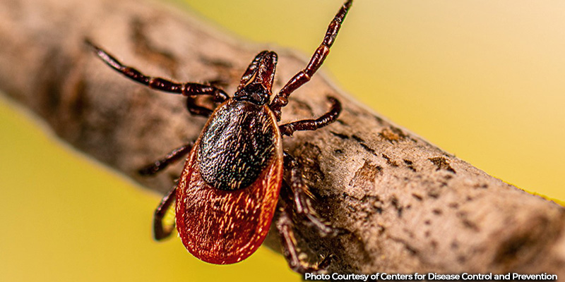 Preventing Tick Bites Like The Pros – Advice from the Maryland Department of Natural Resources Field Staff