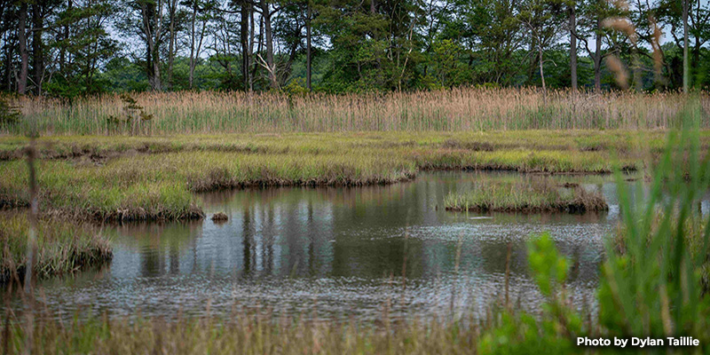 New DNR Tool Helps Direct Better Marsh Restoration and Protection
