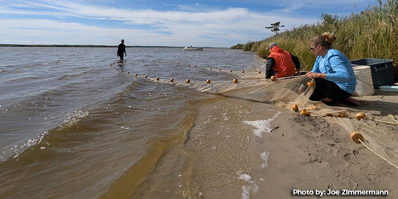 Maryland Striped Bass Reproduction Index Higher for 2026 But Below Average For Eighth Straight Year