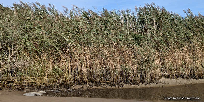 DNR Study Takes a Nuanced View of Phragmites, the Notorious Invasive Grass