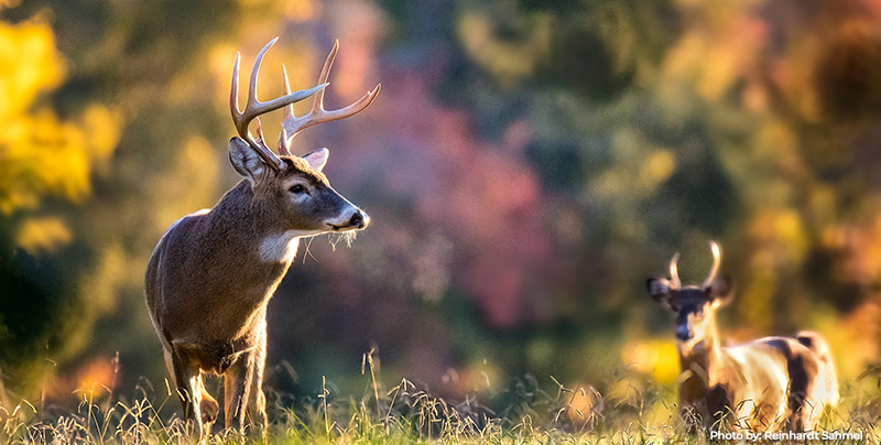 Maryland Reports 2025 Early Deer Season Results