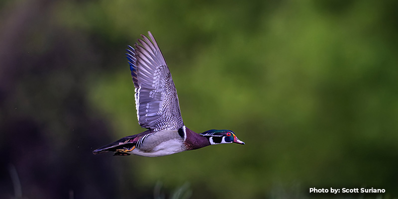 Fall Duck Hunting Underway Across Maryland