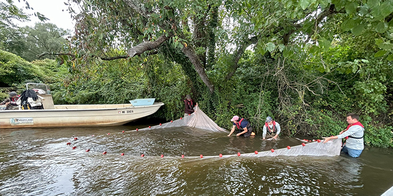 Survey Teams Fish for Signs of Successful Shad Restoration in Maryland’s Rivers