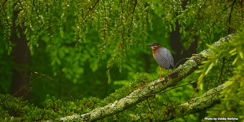 2024 Maryland Natural Resource Photo Contest Winners Announced