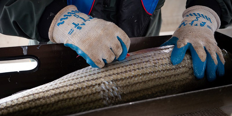 Maryland Set to Adopt Changes to Chesapeake Bay Recreational Striped Bass Season