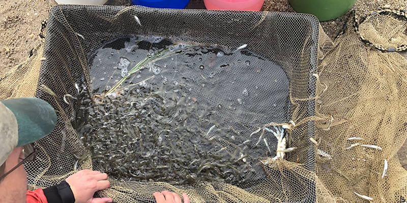 Net Positive: DNR’s Seine Net Surveys Provide Essential Data on Life Below the Surface