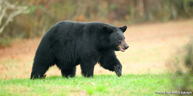 Maryland Hunters Harvest 125 Black Bears for 2024 Season