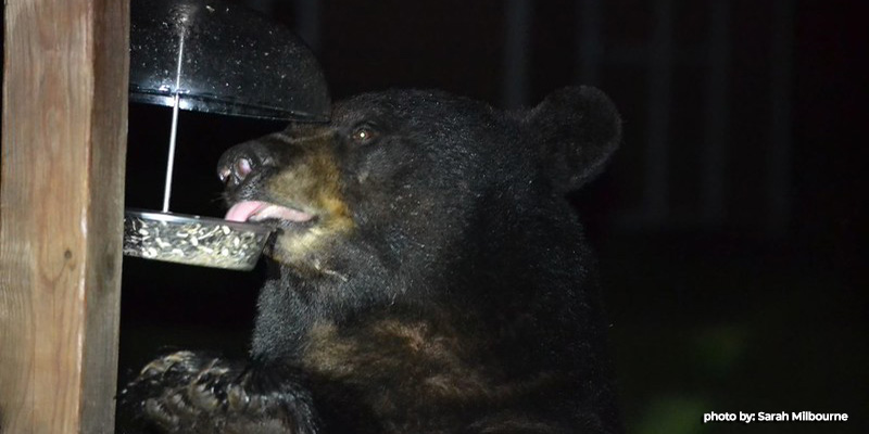 Natural Resources Police Issue Citations in 2024 Black Bear Hunt