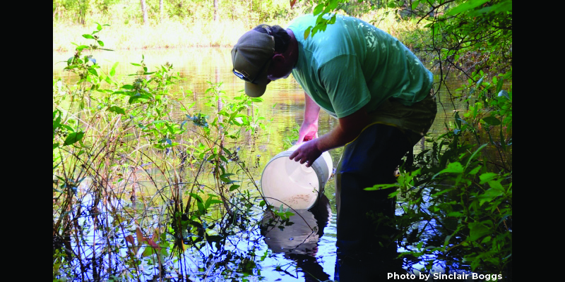 A Big Step for a Small Fish: Federal Funding Supports Decades-long Effort to Restore Blackbanded Sunfish