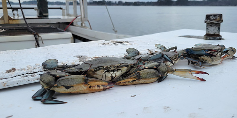 Maryland Department of Natural Resources Reports Increase in Juvenile Blue Crabs and Total Population in 2026 Chesapeake Bay Blue Crab Winter Dredge Survey