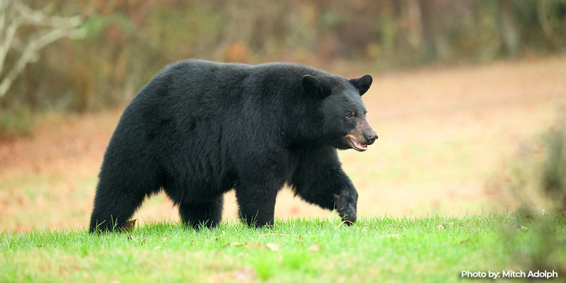 Natural Resources Police Issue Citations in 2025 Black Bear Hunt