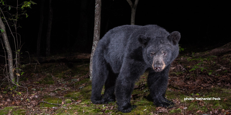 Hunters Can Now Apply for the 2025 Maryland Black Bear Hunt Lottery