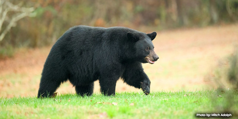 Applications Now Open for 2024 Maryland Black Bear Hunt Lottery