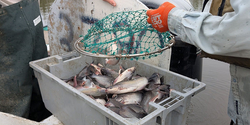 DNR Scientists Publish Research on Largemouth Bass Habitat, Blue Catfish Movement