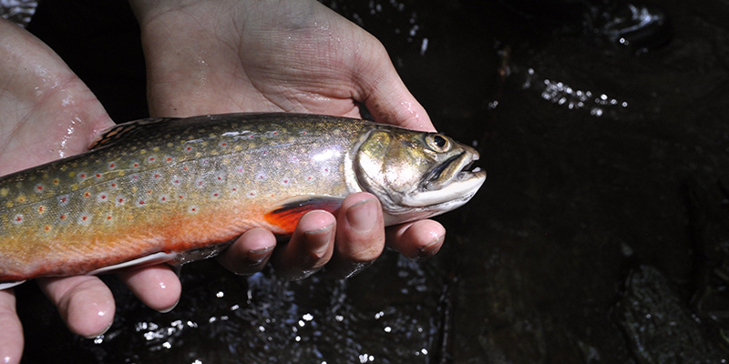 Grants Awarded to Maryland DNR to Conserve Native Brook Trout and Sunfish and Restore Their Habitat