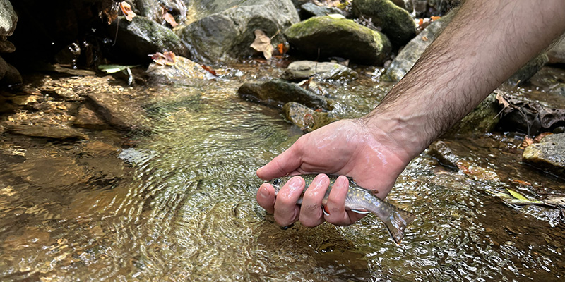 Maryland DNR Reintroduces Brook Trout to Once-Vacant Streams