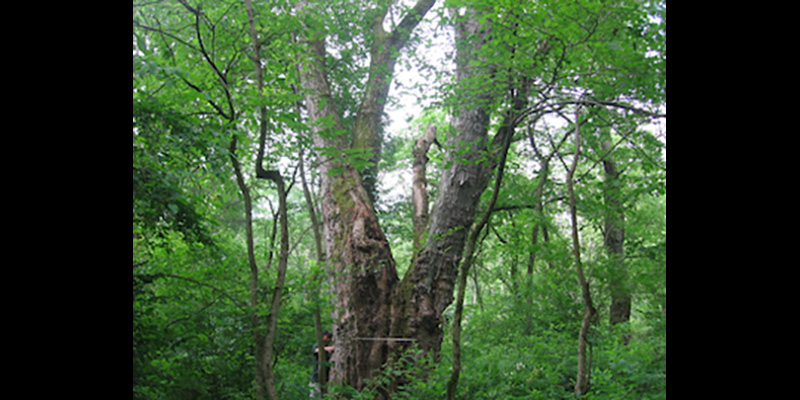 ‘Big Tree Centennial Contest’ Offers Prizes for Exploring Maryland’s State Forests