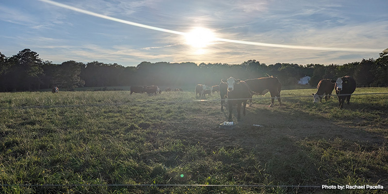 Rural Legacy Farmers and Partners Celebrate 25 Years of Preserving Maryland’s Bucolic Landscape and Working Farms