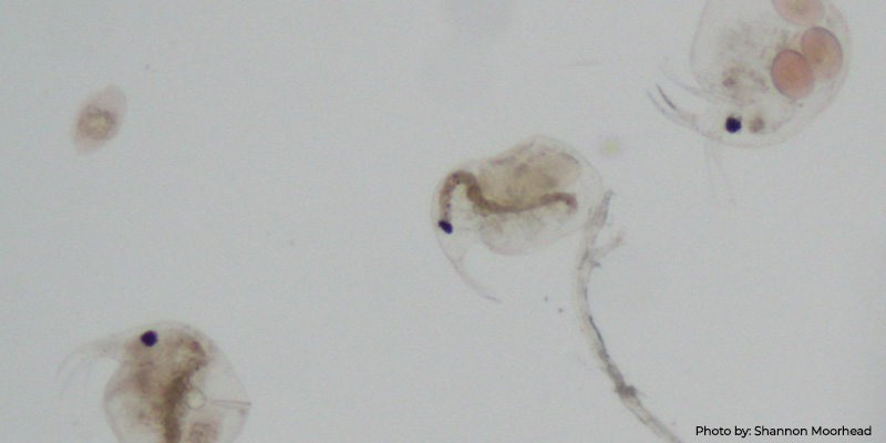 Striped Bass Spawning Success Not Limited by Zooplankton, DNR Study Suggests