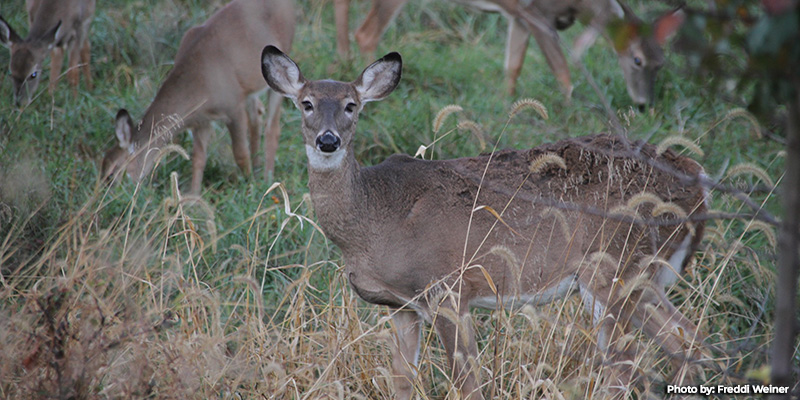 Maryland White-tailed Deer Experiencing Hemorrhagic Disease Outbreak in Some Areas