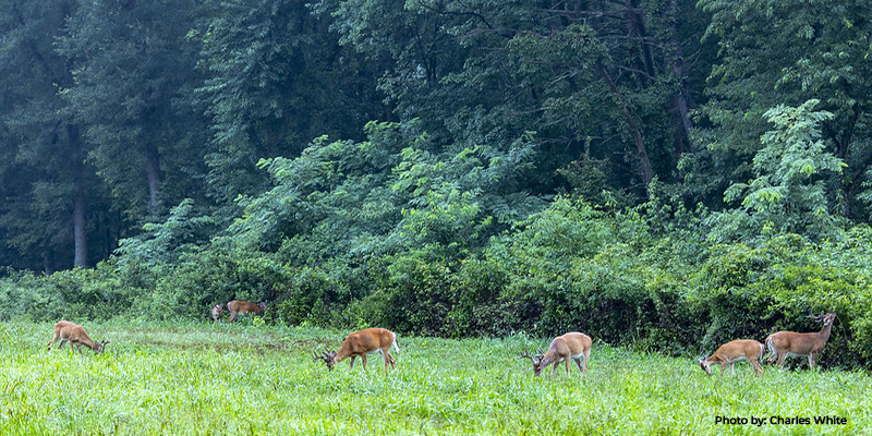 Maryland Farmers And Landowners Sustaining Deer Damage Have Multiple Management Options