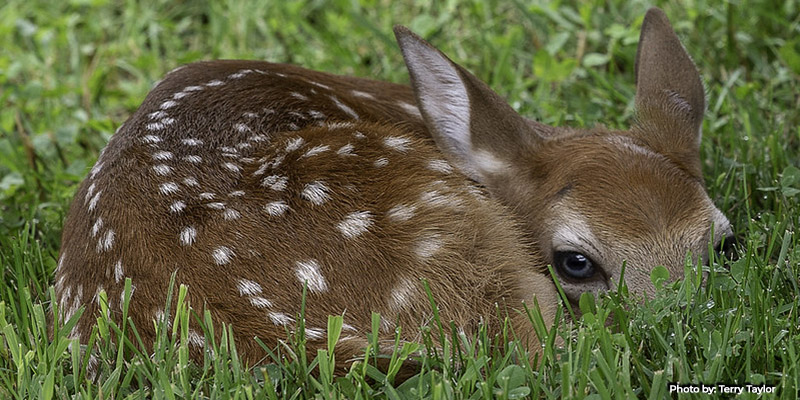 Marylanders Reminded to Leave Fawns Alone – ‘Rescuing’ Them is Unnecessary, Dangerous, and Illegal