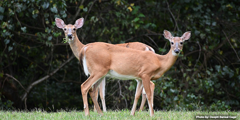 How Too Many Deer Are Harming Maryland’s Forests